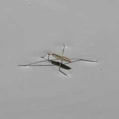 Aquarius antigone (Water strider, pond skater) at Tidbinbilla Nature Reserve - 28 Dec 2017 by RodDeb