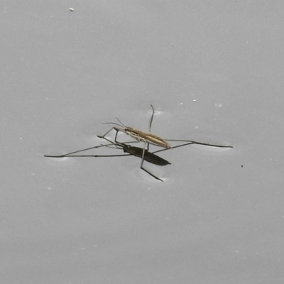 Aquarius antigone (Water strider, pond skater) at Paddys River, ACT - 28 Dec 2017 by RodDeb