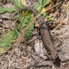 Lampropholis guichenoti (Common Garden Skink) at Tidbinbilla Nature Reserve - 27 Dec 2017 by SWishart