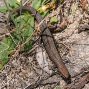 Lampropholis guichenoti at Paddys River, ACT - 27 Dec 2017