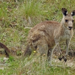 Macropus giganteus (Eastern Grey Kangaroo) at Paddys River, ACT - 28 Dec 2017 by RodDeb