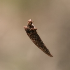Lepidoscia (genus) IMMATURE (Unidentified Cone Case Moth larva, pupa, or case) at Tidbinbilla Nature Reserve - 27 Dec 2017 by SWishart
