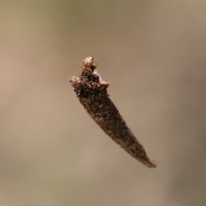 Conoeca or Lepidoscia (genera) IMMATURE at Paddys River, ACT - 27 Dec 2017 12:25 PM