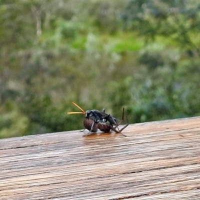 Pompilidae (family) (Unidentified Spider wasp) at Tidbinbilla Nature Reserve - 28 Dec 2017 by RodDeb
