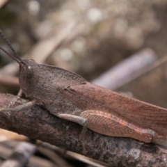 Goniaea australasiae (Gumleaf grasshopper) at Paddys River, ACT - 27 Dec 2017 by SWishart