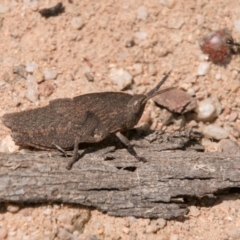 Goniaea sp. (genus) (A gumleaf grasshopper) at Paddys River, ACT - 27 Dec 2017 by SWishart