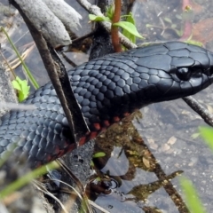 Pseudechis porphyriacus (Red-bellied Black Snake) at Paddys River, ACT - 28 Dec 2017 by RodDeb