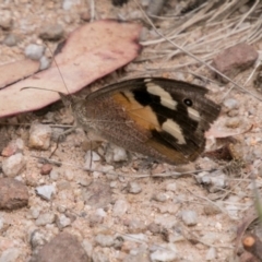 Heteronympha merope (Common Brown Butterfly) at Gibraltar Pines - 27 Dec 2017 by SWishart