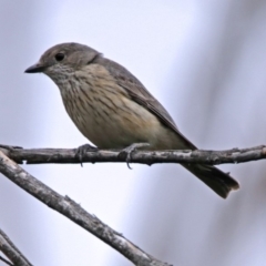 Pachycephala rufiventris (Rufous Whistler) at Paddys River, ACT - 28 Dec 2017 by RodDeb