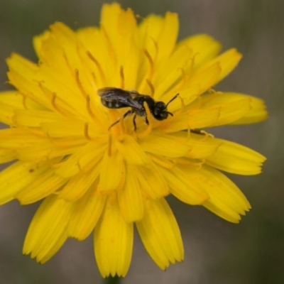 Lasioglossum (Chilalictus) sp. (genus & subgenus) (Halictid bee) at Paddys River, ACT - 27 Dec 2017 by SWishart