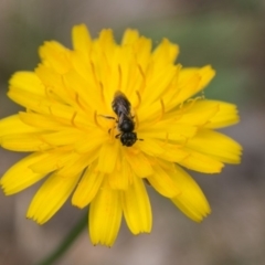 Lasioglossum (Chilalictus) sp. (genus & subgenus) at Paddys River, ACT - 27 Dec 2017