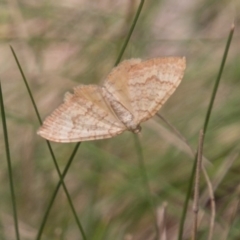 Scopula rubraria (Reddish Wave, Plantain Moth) at Gibraltar Pines - 27 Dec 2017 by SWishart