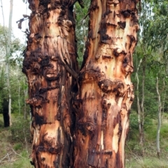 Eucalyptus rubida subsp. rubida (Candlebark) at Tidbinbilla Nature Reserve - 28 Dec 2017 by RodDeb