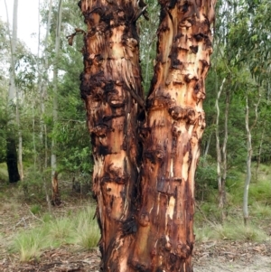 Eucalyptus rubida subsp. rubida at Paddys River, ACT - 28 Dec 2017