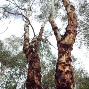 Eucalyptus rubida subsp. rubida at Paddys River, ACT - 28 Dec 2017