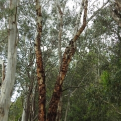Eucalyptus rubida subsp. rubida at Paddys River, ACT - 28 Dec 2017