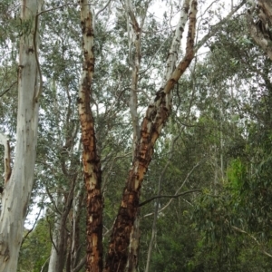 Eucalyptus rubida subsp. rubida at Tidbinbilla Nature Reserve - 28 Dec 2017 02:56 PM