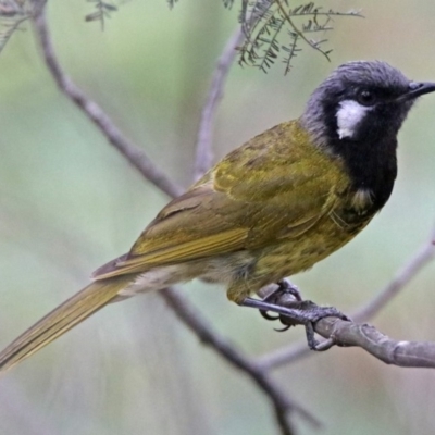 Nesoptilotis leucotis (White-eared Honeyeater) at Tidbinbilla Nature Reserve - 28 Dec 2017 by RodDeb