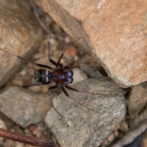 Zodariidae (family) at Paddys River, ACT - 27 Dec 2017