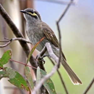 Caligavis chrysops at Paddys River, ACT - 28 Dec 2017