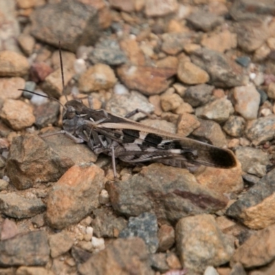 Oedaleus australis (Australian Oedaleus) at Gibraltar Pines - 27 Dec 2017 by SWishart