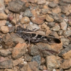 Oedaleus australis (Australian Oedaleus) at Tidbinbilla Nature Reserve - 27 Dec 2017 by SWishart