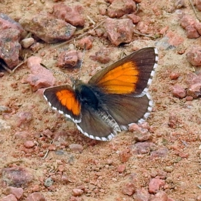 Lucia limbaria (Chequered Copper) at Fyshwick, ACT - 26 Dec 2017 by RodDeb