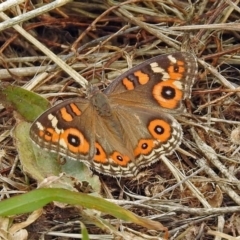 Junonia villida (Meadow Argus) at Fyshwick, ACT - 26 Dec 2017 by RodDeb