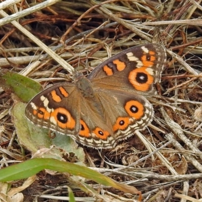 Junonia villida (Meadow Argus) at Fyshwick, ACT - 26 Dec 2017 by RodDeb