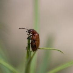 Ecnolagria grandis (Honeybrown beetle) at Tidbinbilla Nature Reserve - 27 Dec 2017 by SWishart