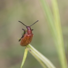 Ecnolagria grandis at Gibraltar Pines - 27 Dec 2017