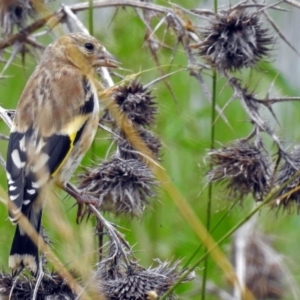 Carduelis carduelis at Fyshwick, ACT - 26 Dec 2017 11:27 AM