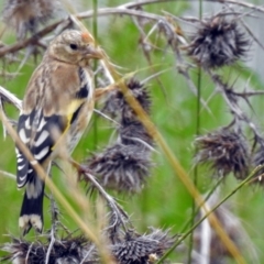 Carduelis carduelis at Fyshwick, ACT - 26 Dec 2017