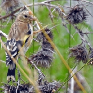 Carduelis carduelis at Fyshwick, ACT - 26 Dec 2017