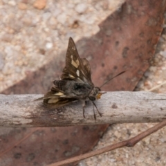 Trapezites phigalioides (Montane Ochre) at Tidbinbilla Nature Reserve - 27 Dec 2017 by SWishart