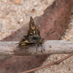 Trapezites phigalioides at Gibraltar Pines - 27 Dec 2017 01:15 PM