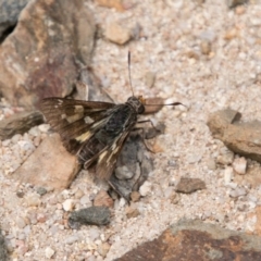 Trapezites phigalioides at Gibraltar Pines - 27 Dec 2017