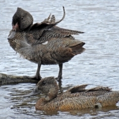 Stictonetta naevosa (Freckled Duck) at Jerrabomberra Wetlands - 25 Dec 2017 by RodDeb