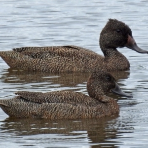 Stictonetta naevosa at Fyshwick, ACT - 26 Dec 2017