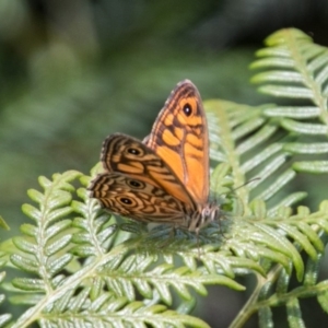 Geitoneura acantha at Paddys River, ACT - 27 Dec 2017