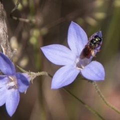 Exoneura sp. (genus) (A reed bee) at Paddys River, ACT - 27 Dec 2017 by SWishart