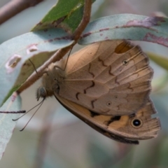 Heteronympha merope (Common Brown Butterfly) at Paddys River, ACT - 27 Dec 2017 by SWishart