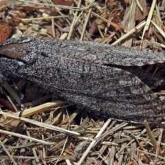 Endoxyla (genus) (Unknown Wood Moth) at Fyshwick, ACT - 29 Dec 2017 by RodDeb