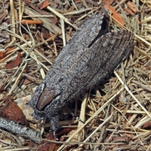 Endoxyla (genus) at Jerrabomberra Wetlands - 30 Dec 2017