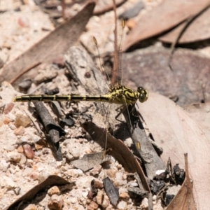 Austrogomphus guerini at Paddys River, ACT - 27 Dec 2017