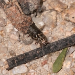 Lepidoscia (genus) IMMATURE (Unidentified Cone Case Moth larva, pupa, or case) at Tidbinbilla Nature Reserve - 27 Dec 2017 by SWishart