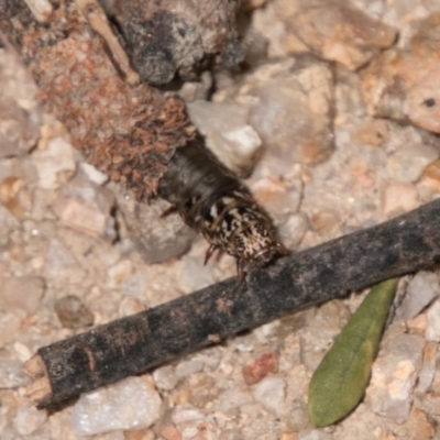 Conoeca or Lepidoscia (genera) IMMATURE (Unidentified Cone Case Moth larva, pupa, or case) at Paddys River, ACT - 27 Dec 2017 by SWishart