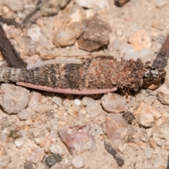 Conoeca or Lepidoscia (genera) IMMATURE at Paddys River, ACT - 27 Dec 2017 02:35 PM