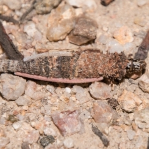 Conoeca or Lepidoscia (genera) IMMATURE at Paddys River, ACT - 27 Dec 2017