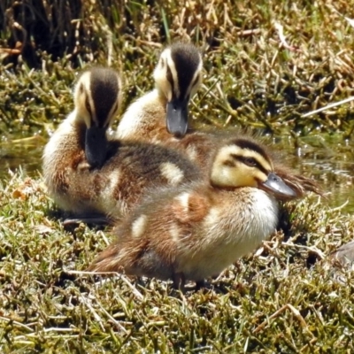 Anas superciliosa (Pacific Black Duck) at Fyshwick, ACT - 30 Dec 2017 by RodDeb